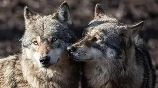 Wilki mają "jeden z najgorszych PR w świecie przyrody"