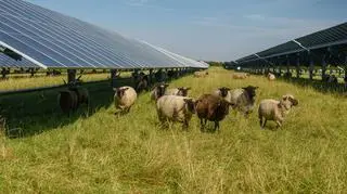 Fotowoltaika i owce. Co się wydarzyło na pustyni w Chinach