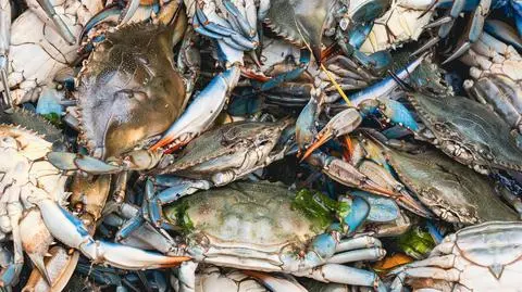 shutterstock_2292332745