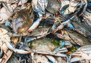 Import owoców morza wstrzymany. "Wyjątkowo karygodne"