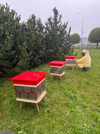 Pasieka powstała na terenie sortowni przesyłek 