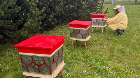 Pasieka powstała na terenie sortowni przesyłek 