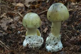 Muchomor zielonawy, zwany też sromotnikowym