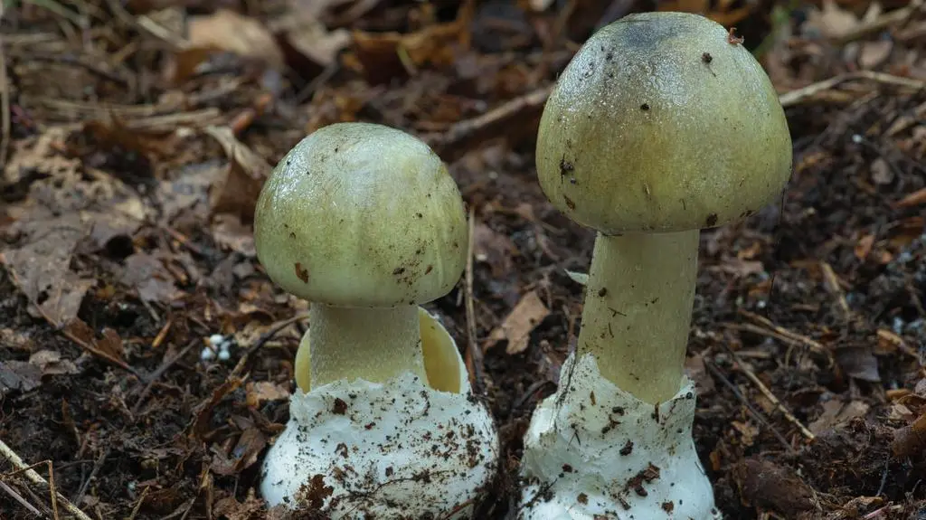 35 zatruć w dwa miesiące, ekspertom "brakuje skali"