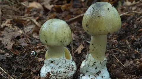 muchomor shutterstock_2590960441