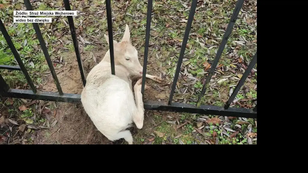 daniel zakleszczony w bramie