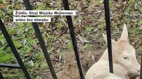 daniel zakleszczony w bramie