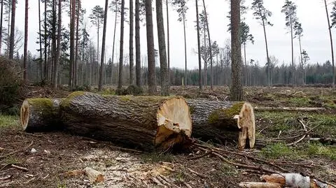 Komisja Europejska wzywa do zaprzestania wyrębu w Puszczy Białowieskiej