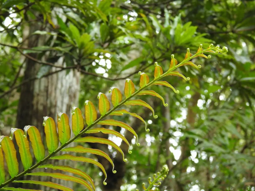 Blechnum orientale
