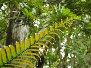 Blechnum orientale