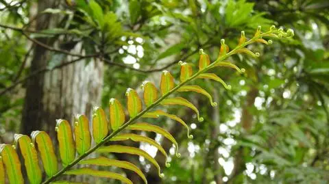Blechnum orientale