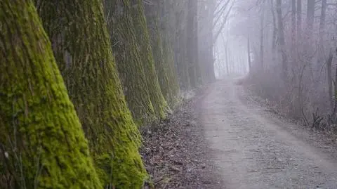 Mgła, mżawka, pochmurno, chłodno