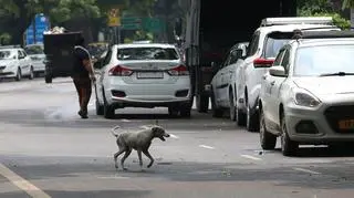 Bezdomny pies na ulicy Delhi