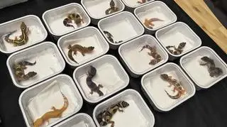 Policja zabezpieczyła łącznie 6 żółwi błotnych, 3 kameleony oraz 25 pytonów królewskich