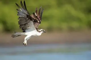 Rybołów (łac. Pandion haliaetus)
