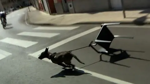 Nieproszony gość na trasie Vuelty. "Niektórzy nie myślą"