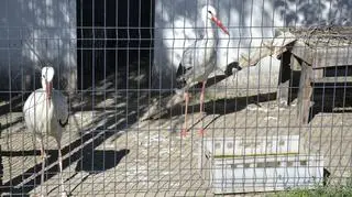 Ktoś podcina i wyrywa lotki bocianom