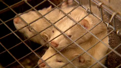 Zwierzęta futerkowe