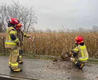 Strażacy i policjanci pomogli sarnie w miejscowości Breń