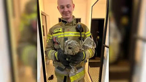 Sowa utknęła w przewodzie kominowym