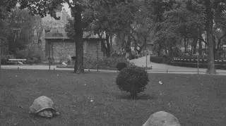 Żółwie poruszające się swobodnie po terenie ogrodu w 1934 r