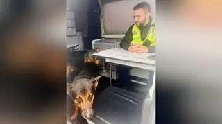 Dwa owczarki same na drodze ekspresowej