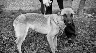 Zwierzęta są już w rękach TOZ 