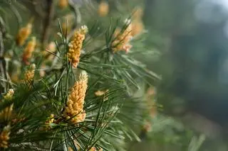 Sosna zwyczajna (Pinus sylvestris) - zdj. ilustracyjne