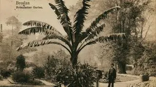 Tropikalna roślinność w Ogrodzie Botanicznym - początek XX wieku