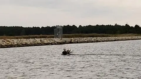 Łoś przepływał Wisłę Śmiałą