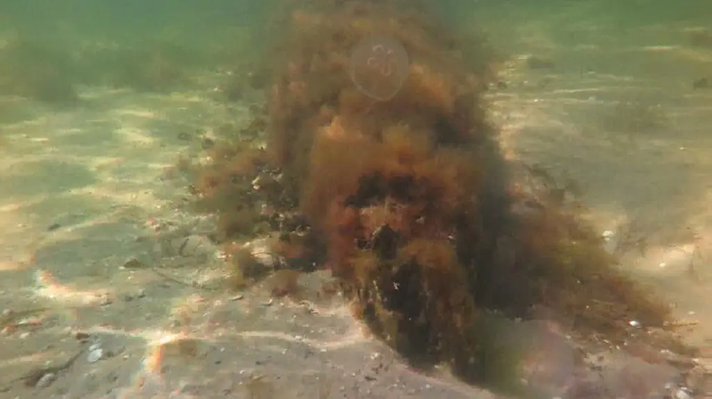 Podwodne zdjęcia wraku hydroplanu