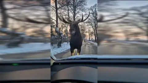 "Kolega nie chce zejść z drogi i je śnieg z mojego samochodu"