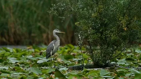 Wycinali drzewa, spłoszyli czaple. Z pięćdziesięciu par zostały tylko trzy