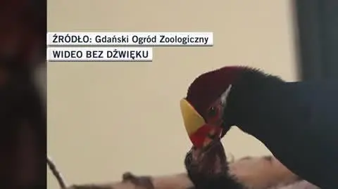 Gdański Ogród Zoologiczny
