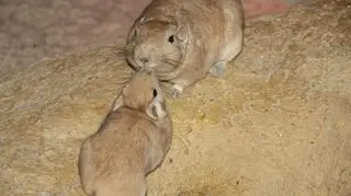 Cztery gundie przyjechały do Poznania z Wrocawia