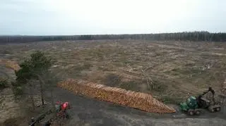 Wycięty las pod budowę fabryki Izery w Jaworznie. Ujęcie z drona, 30 marca 2023