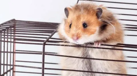 Koniec z zakazem importu chomików. Będą jednak obowiązkowe testy na COVID-19