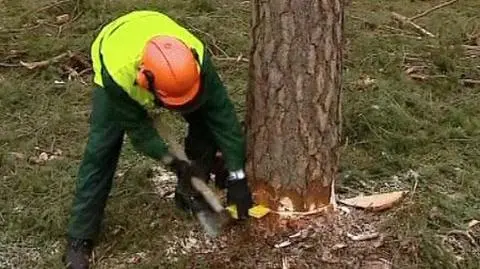 Mistrzowie szybkiego cięcia