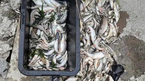 Katastrofa ekologiczna na rzece Wildze w Krakowie