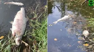 Śnięte ryby w Odrze