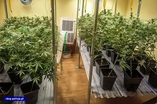 Mężczyźni prowadzili w Sosnowcu nielegalną plantację konopi 