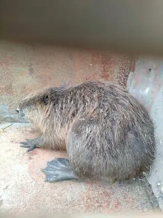 Zwierzę trafiło do powiatowego inspektoratu weterynarii 