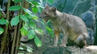 Wrocławska Ankarana