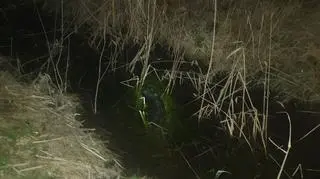 Bóbr wrócił do swojego naturalnego środowiska 