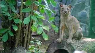 Fossa jeszcze we wrocławskim zoo 