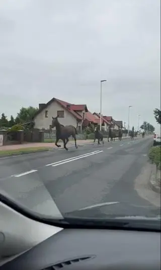 Konie uciekły ze stadniny