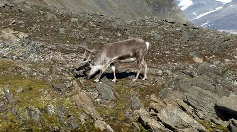 Turbiny kontra renifery. Norweski rząd przeprasza za naruszenia praw człowieka