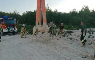 Tak wyglądał koń po wyciągnięciu z gliny