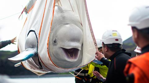 Z oceanarium do oceanu. Droga do wolności Białuch Arktycznych 