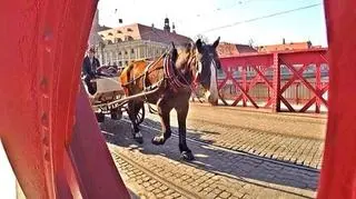 Grupa podgląda mieszkańców miasta